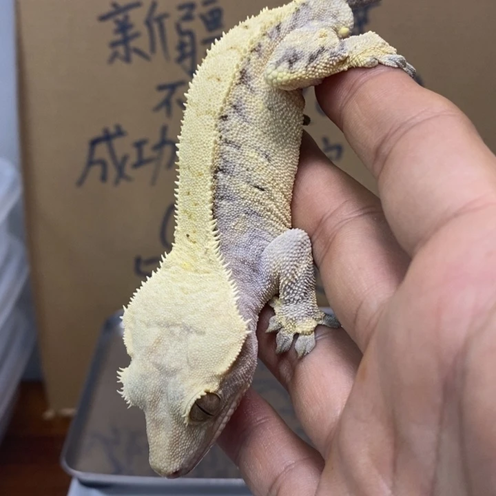 睫角守宫12.2一号