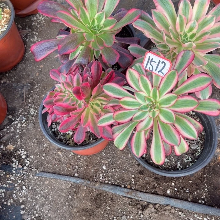 多肉植物1512不售后