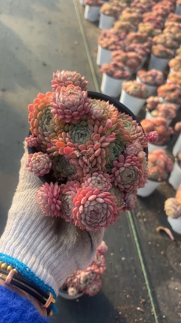 120盆草莓球（带土球发货）