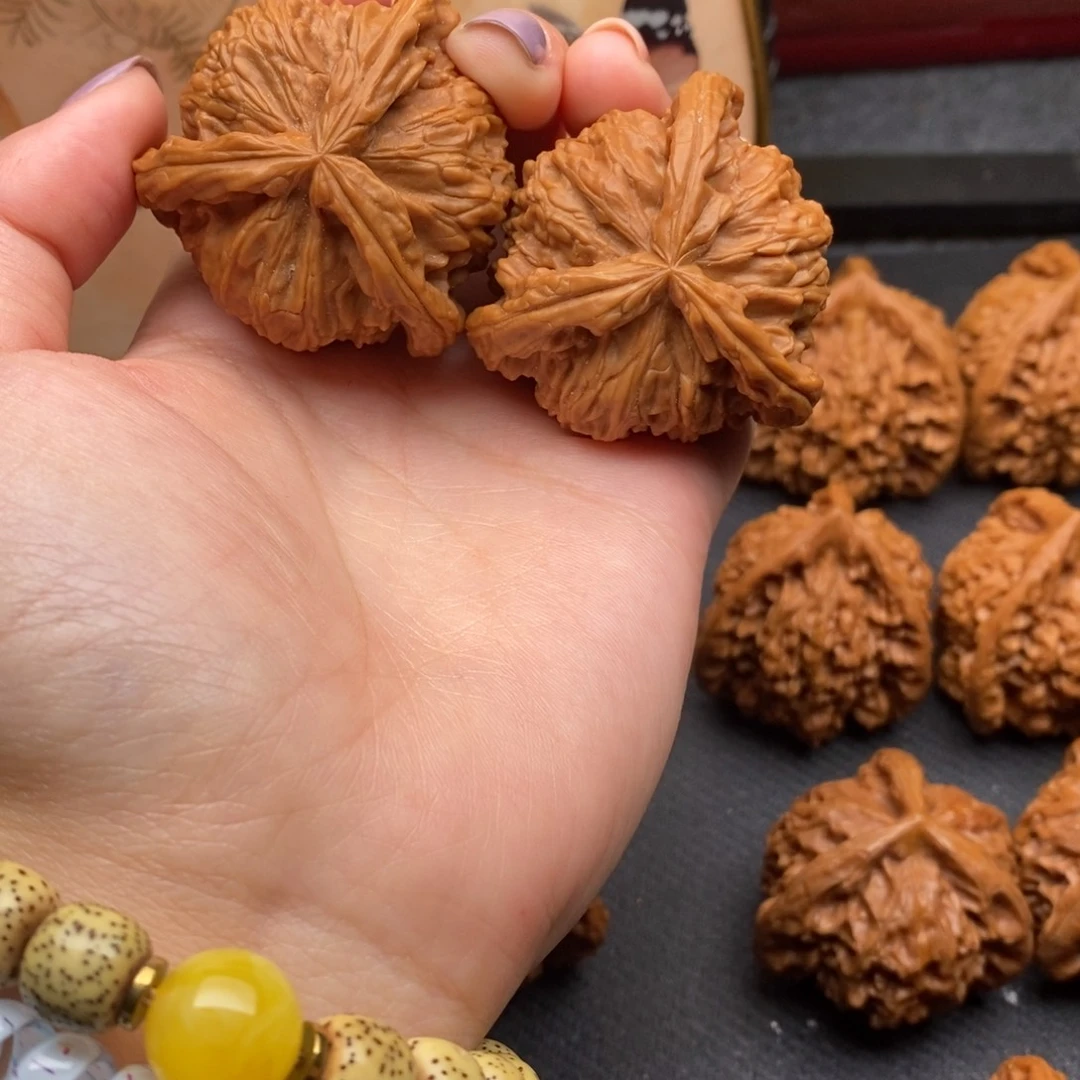 杨*洋白狮子111111111111