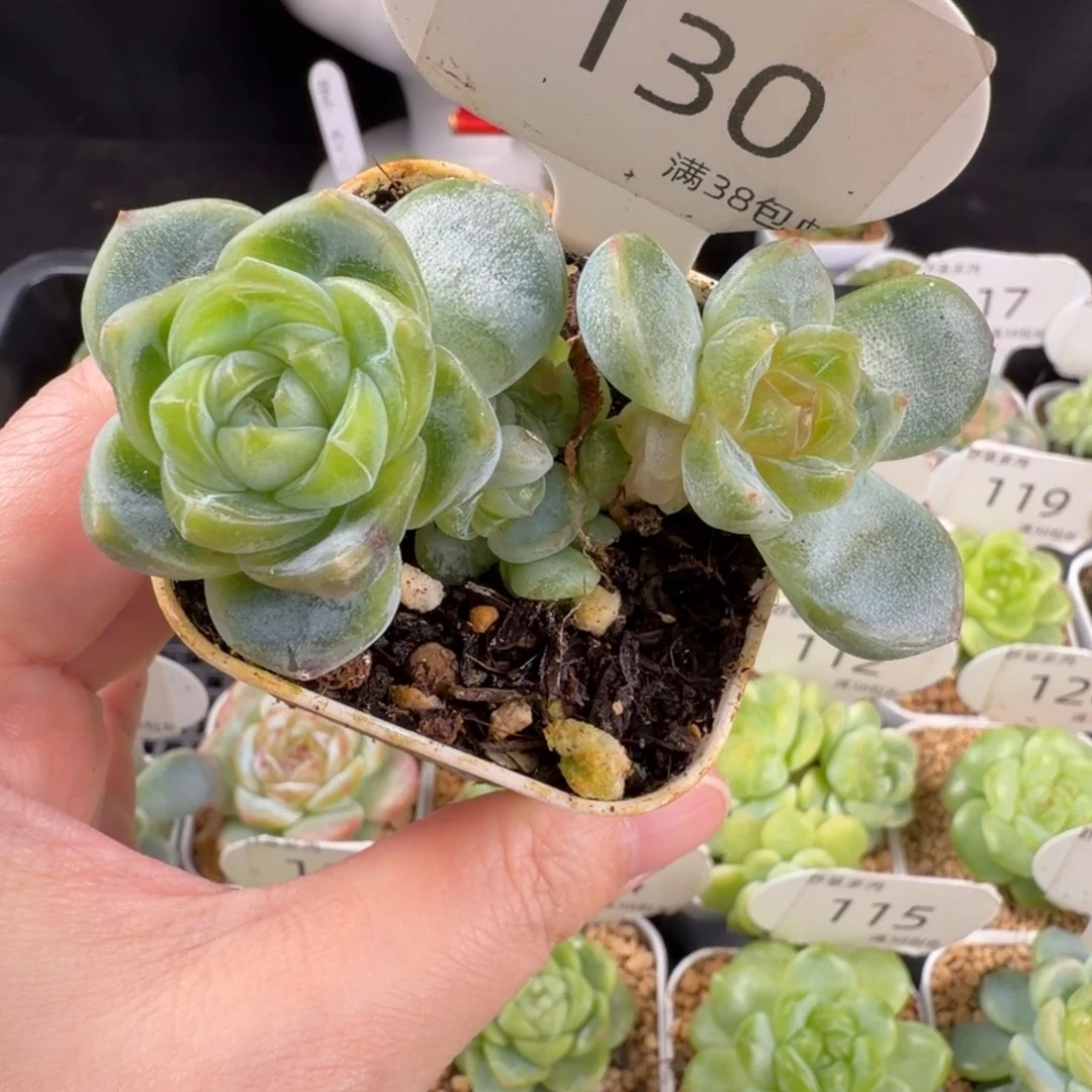 玲珑心双头带崽是130号