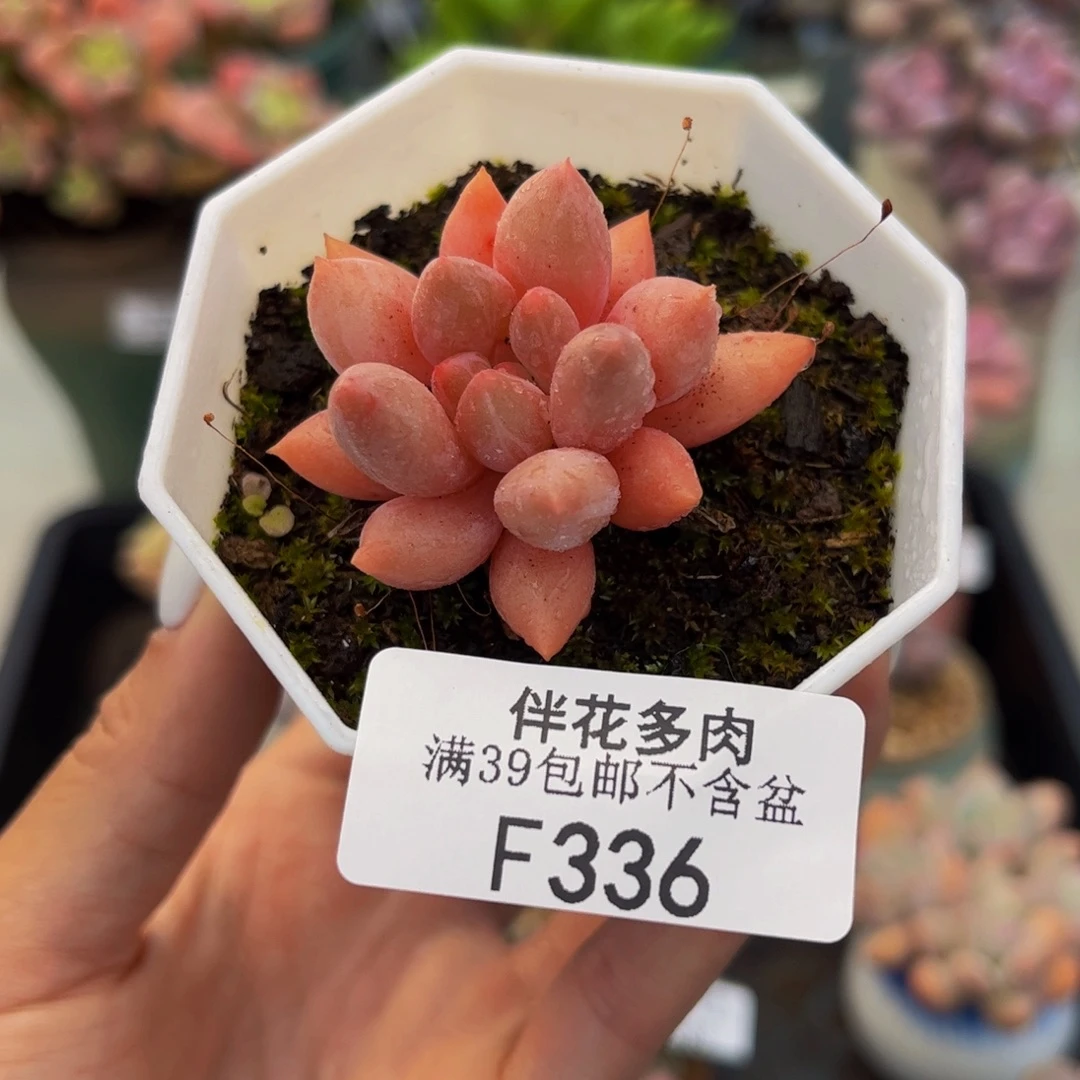 336-车厘子3cm多肉