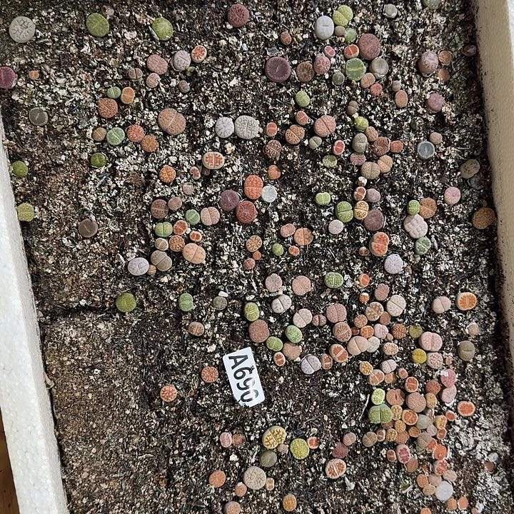 生690石花整筐脱土发货