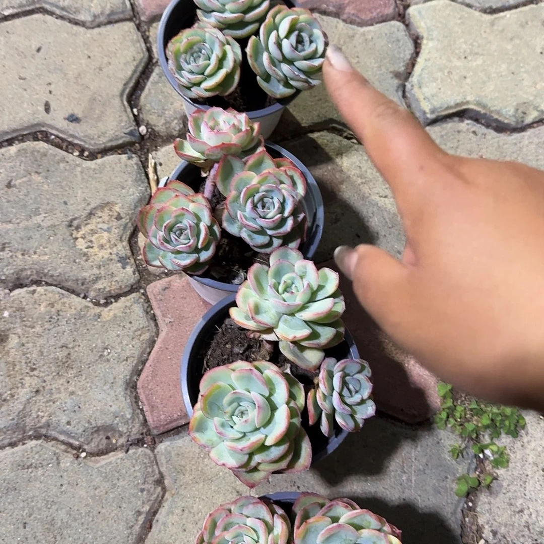 晨露多肉植物精品