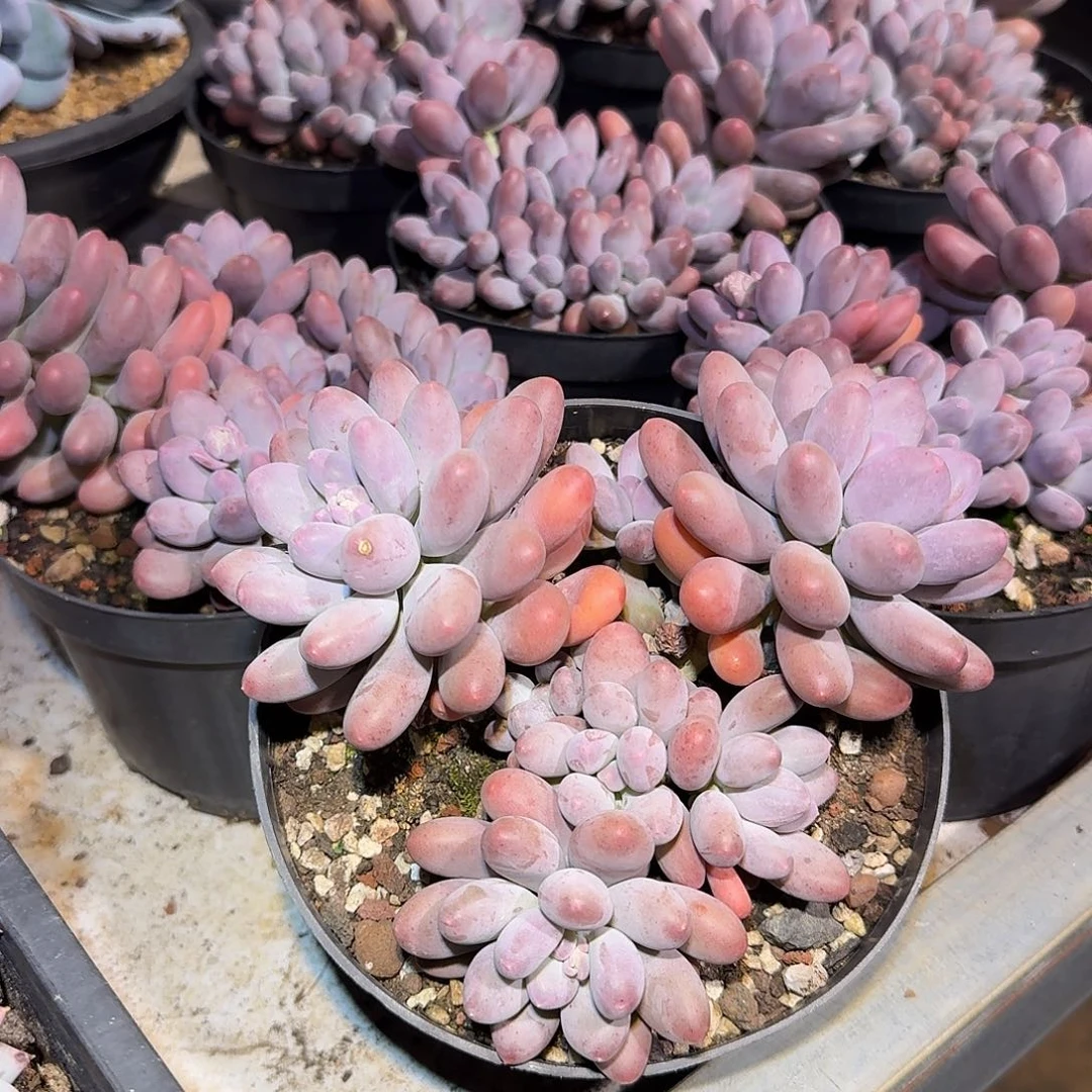 雪梨糍整无砍群生多肉