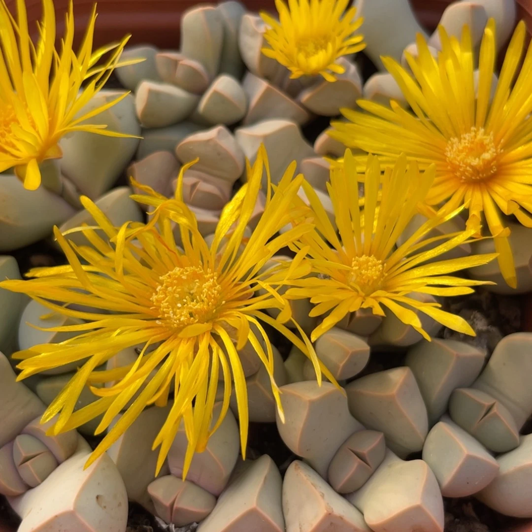 大盆特价更新一物一拍～32