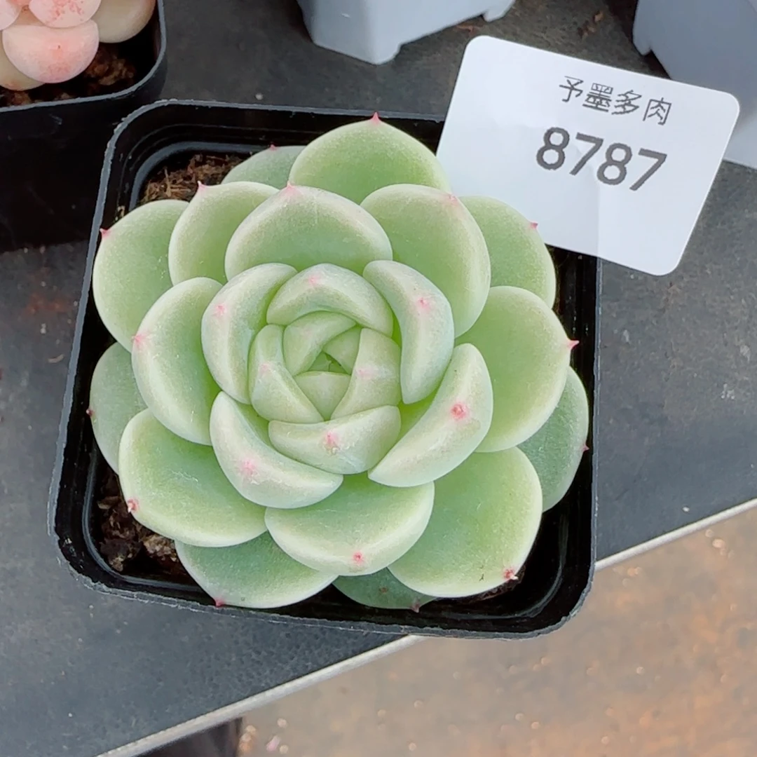 倾城珍妮，8787多肉植物