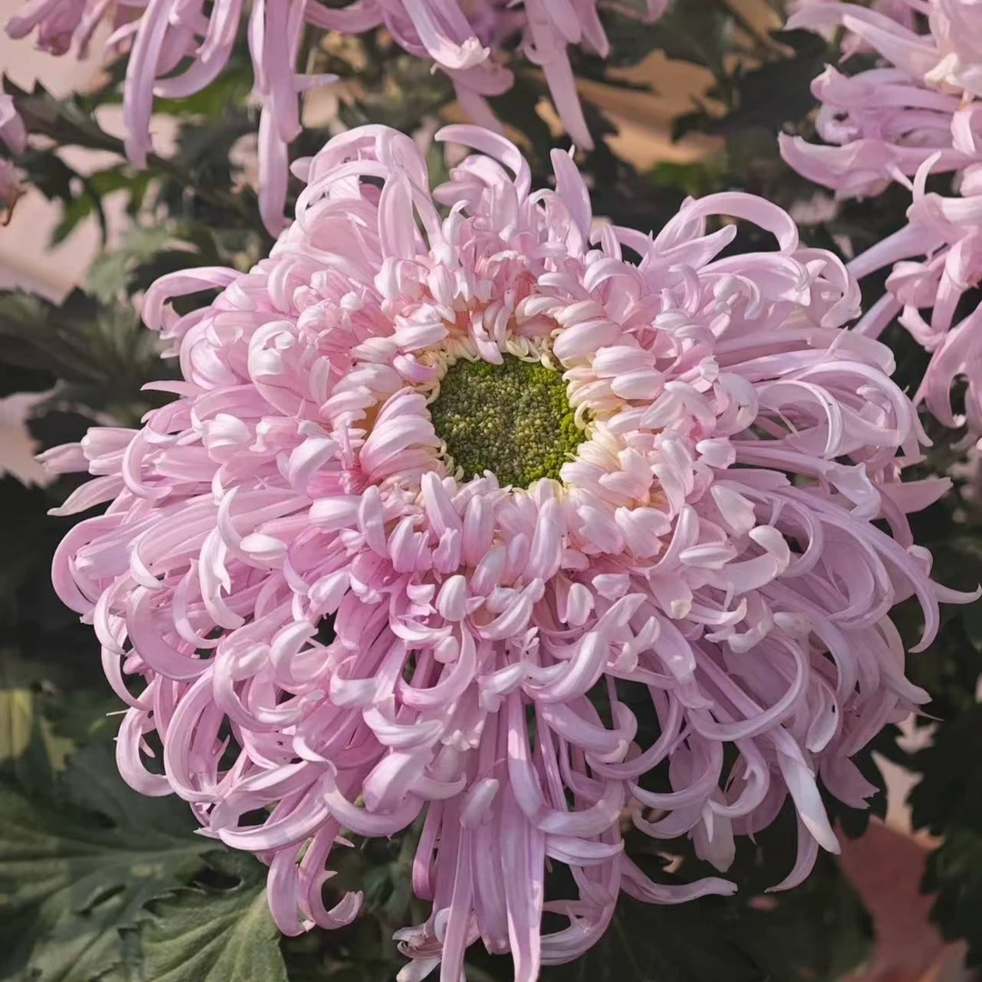 菊花盆栽带花苞四季开花【盘龙献绿】花卉绿植九月菊花多年生好养