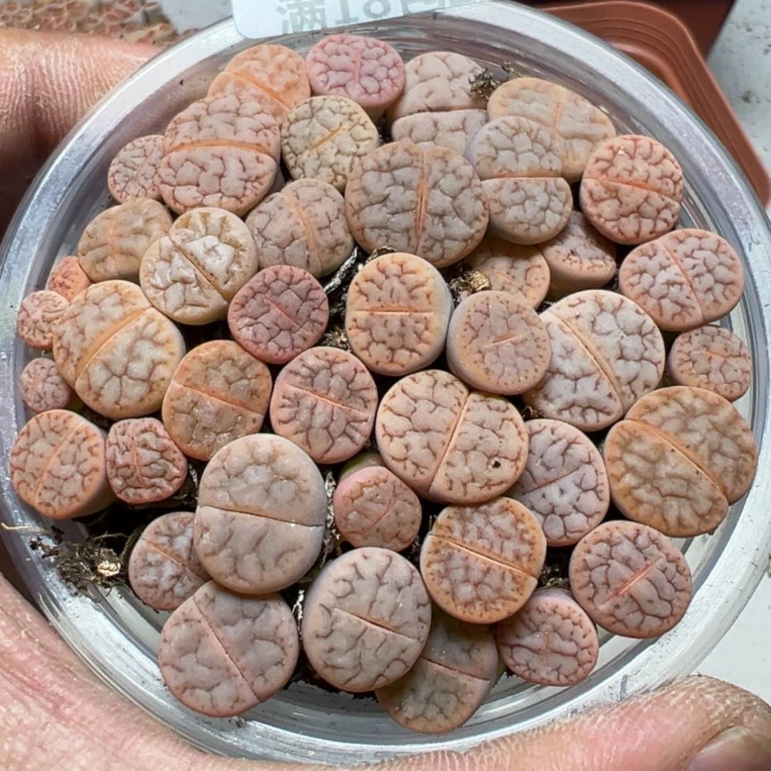 【闪购商品】 1176。