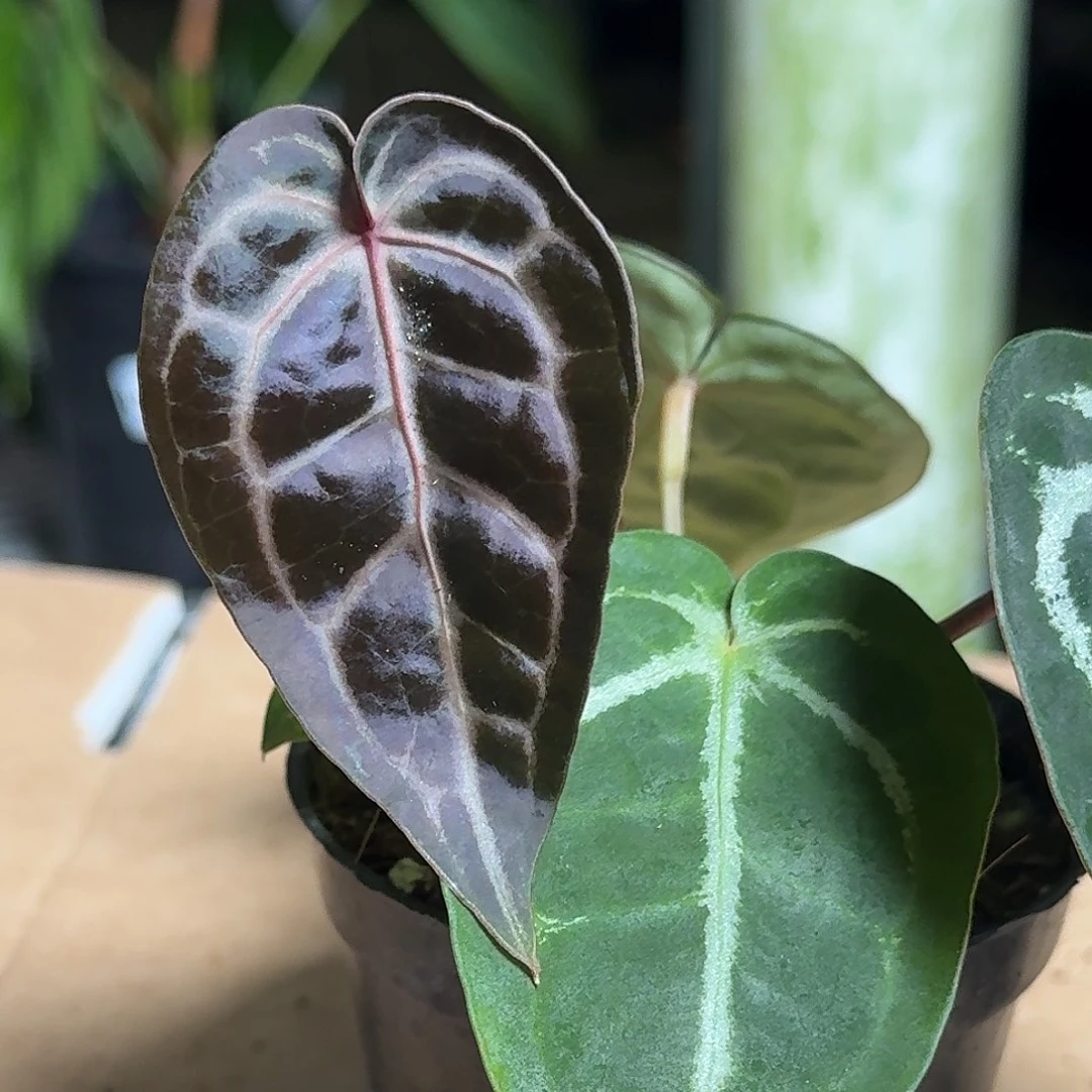 完全开放D160红水晶杂黑钻