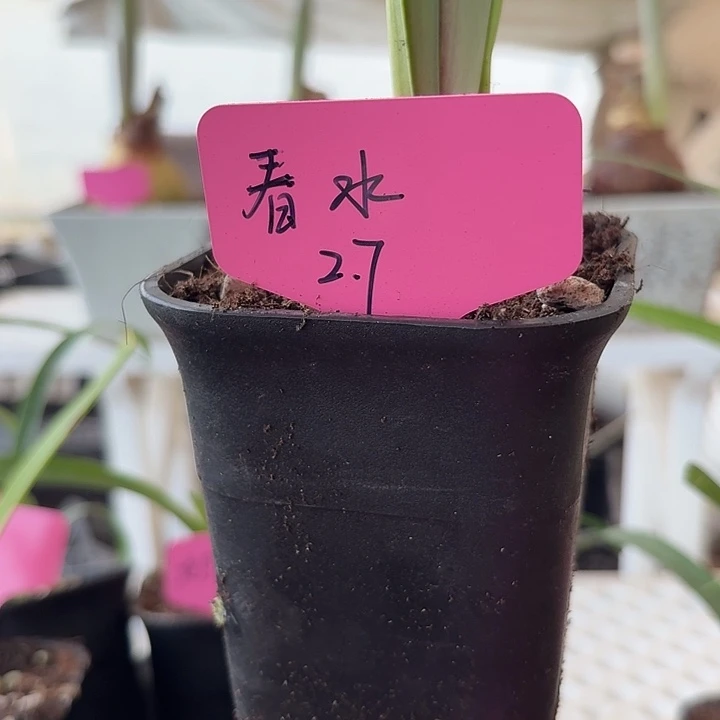 无花朵春水朱顶红直径2.7