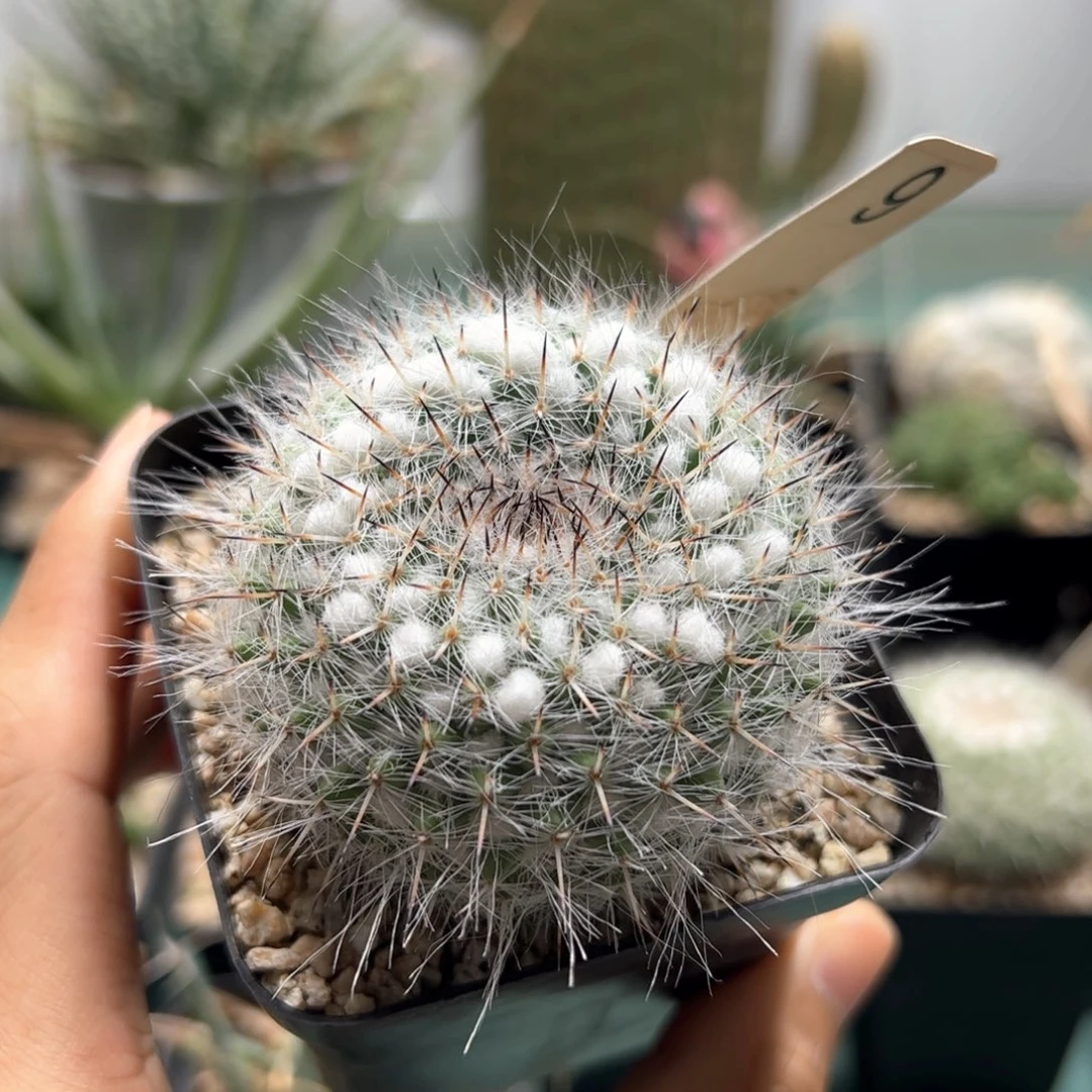 实生乳突杂脱土发货多肉植物