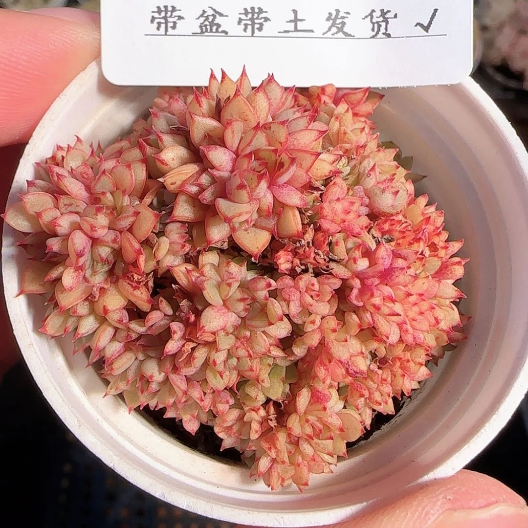 1121-------150甜茶