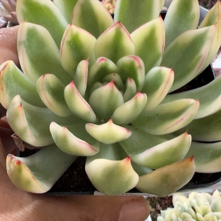 汉娜锦多肉植物2544