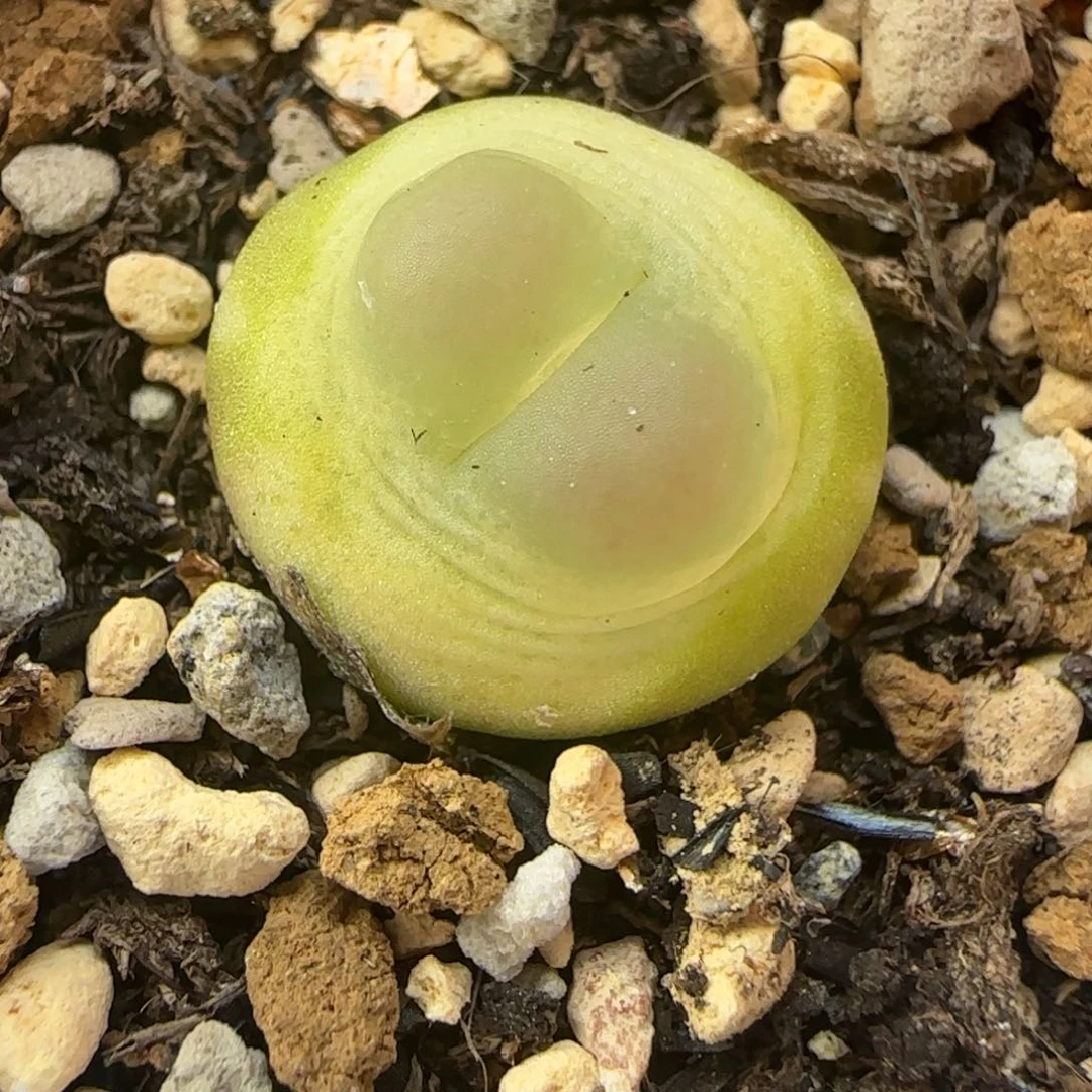 多肉植物外播4年拉13号