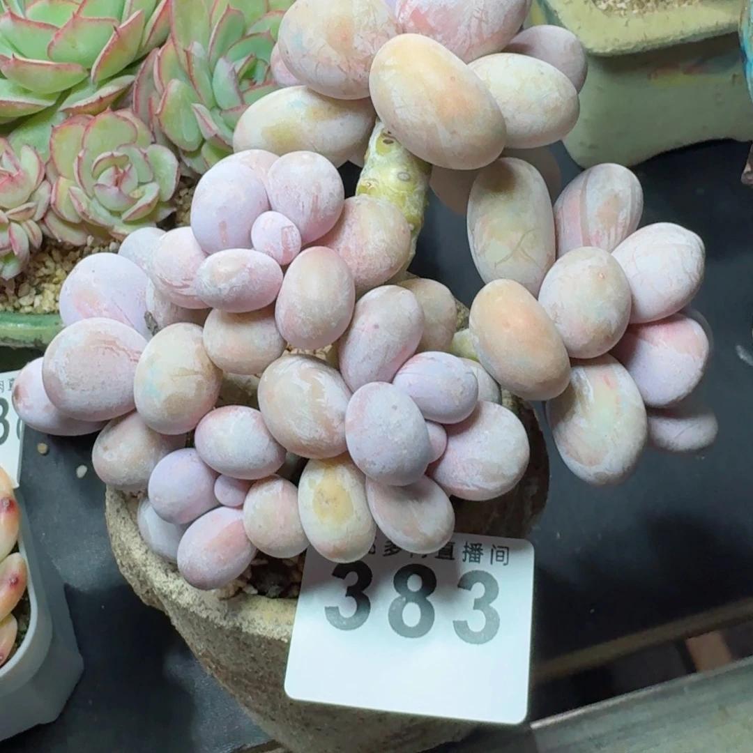 烟奶          摇身一变高富帅，一夜暴富动作快