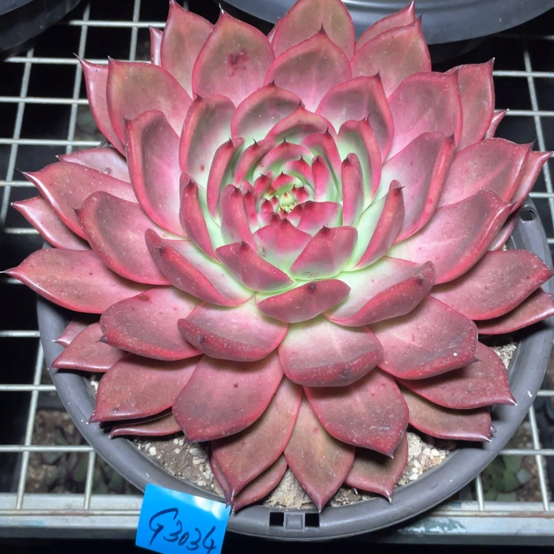 多肉植物多肉植物3034