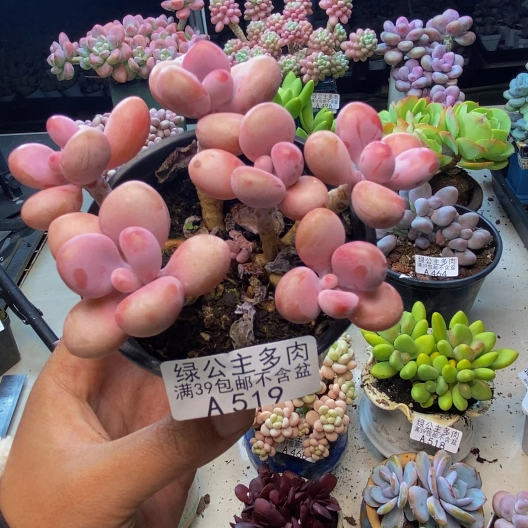 519糖果桃蛋多肉8cm