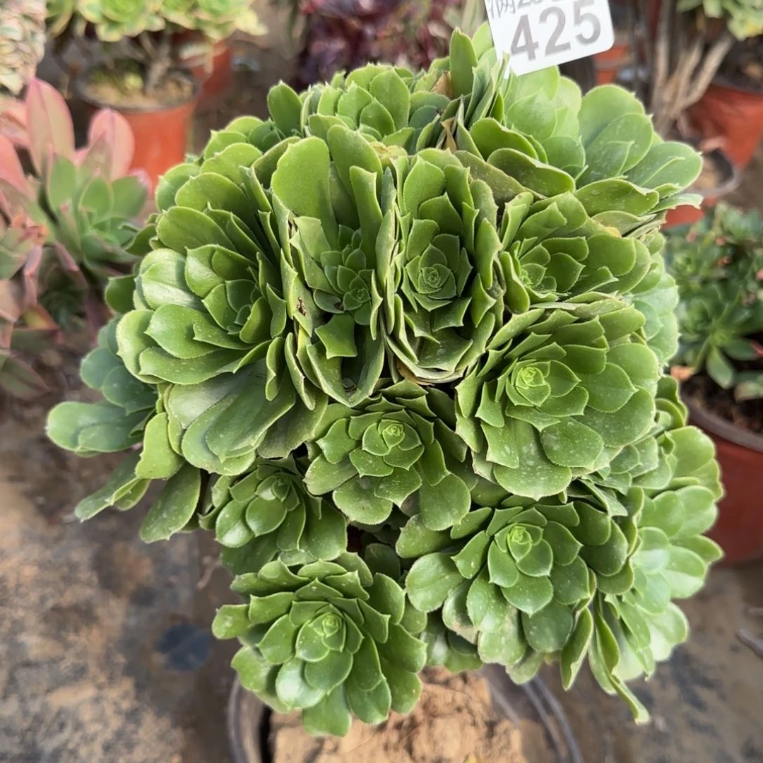 绿羊绒多肉425满28包邮断枝不包