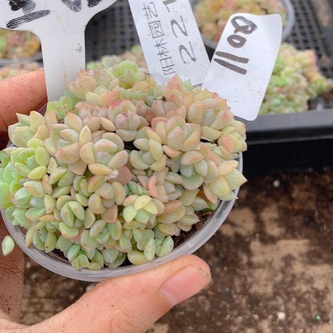 量拍多肉植物多肉植物221