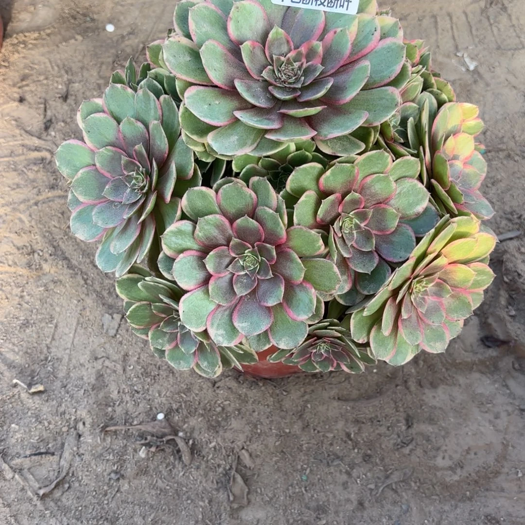 M. 042粉花妖多肉。cad