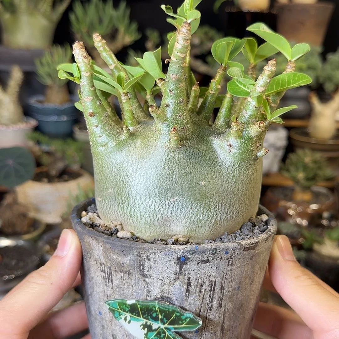 一物一拍哥斯拉沙漠玫瑰17