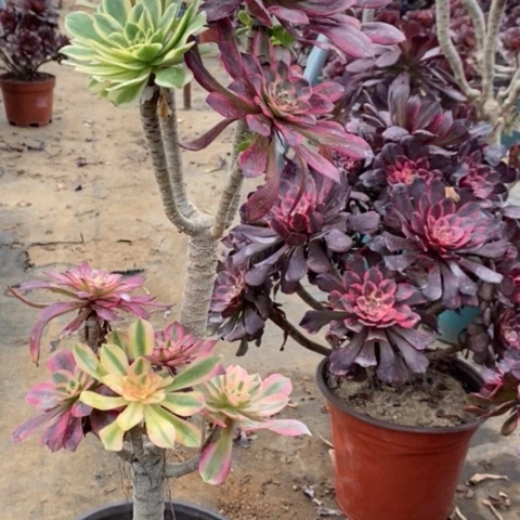 嫁接49多肉植物法师