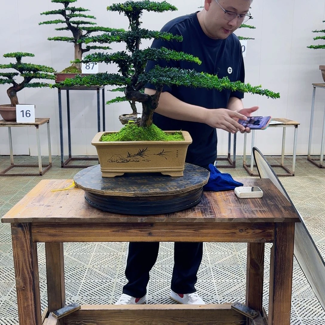 无花朵珍珠红芽罗汉松造型盆景