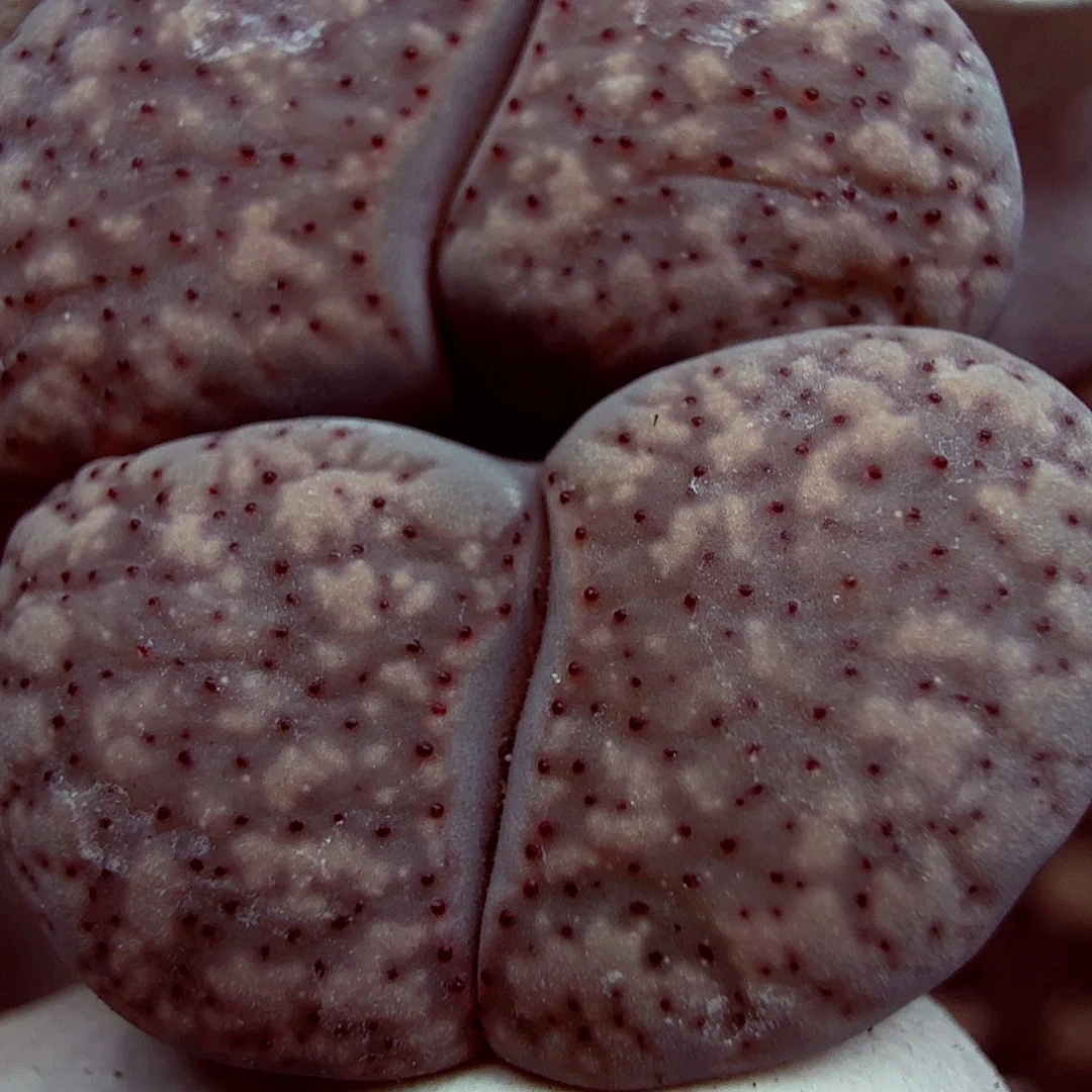 好喜欢你这个造型噢太032