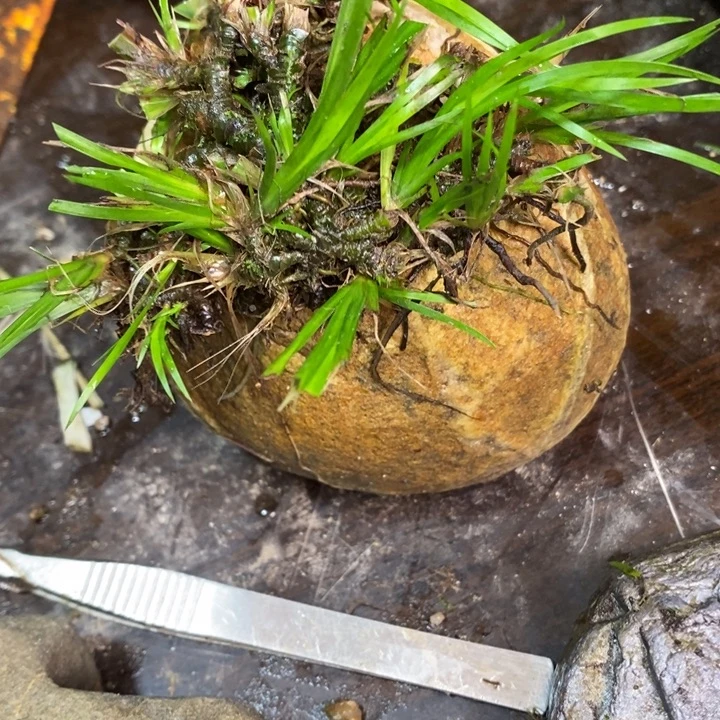 心***e无花朵石菖蒲这就是所谓一