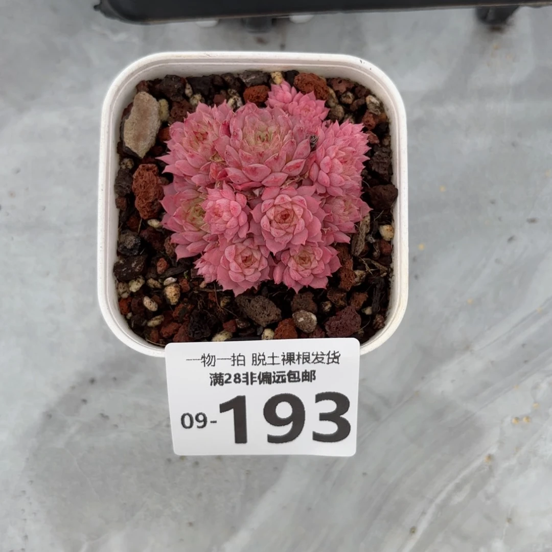 小红梅多肉多肉多肉