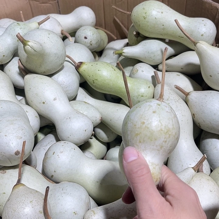 大果紫檀（缅甸花梨）哼****