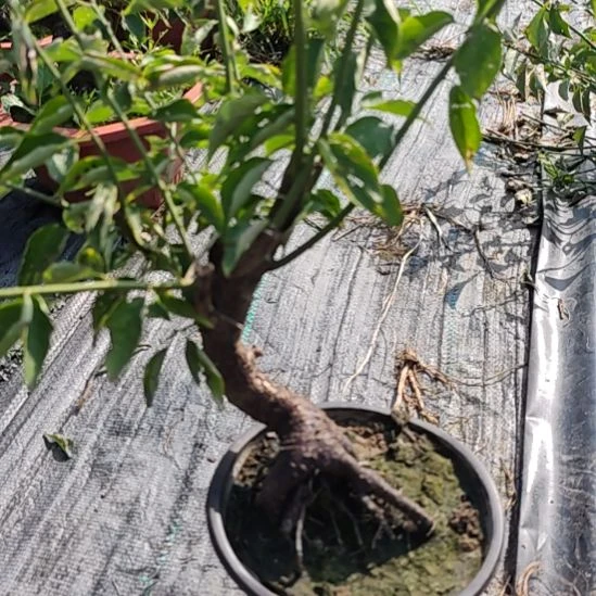 记***哥无花朵梅花盆景精品造型