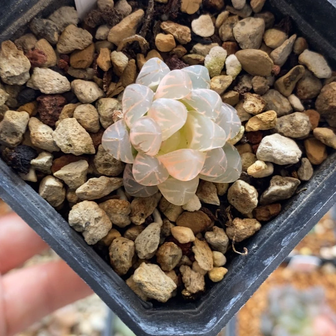 完全开放556糊斑霓虹灯变异玉露锦