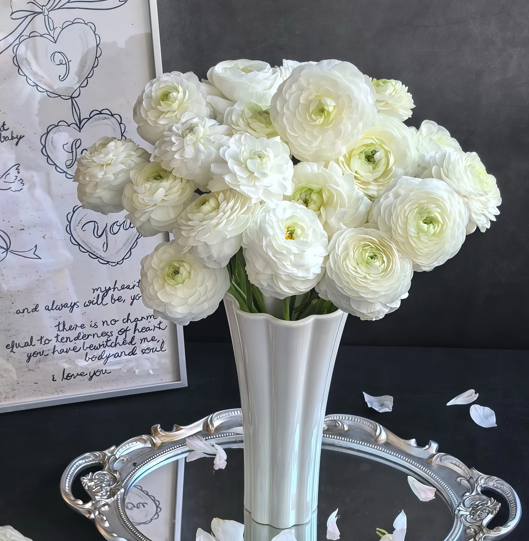 【白色洋牡丹AK】纯白色洋牡丹1把| 全场任意满两单鲜花包邮