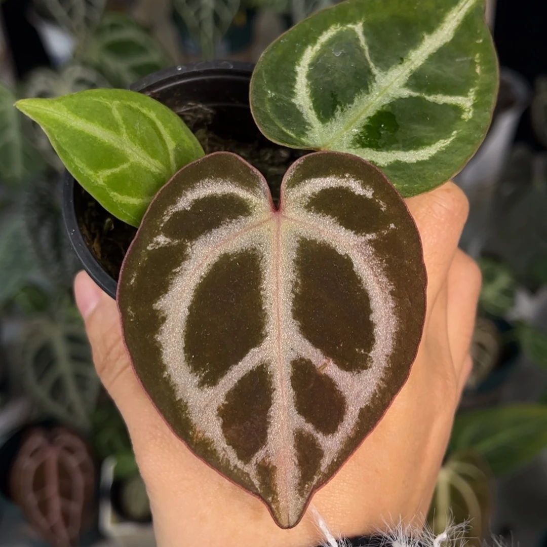 无花朵014 粉嫩甜心