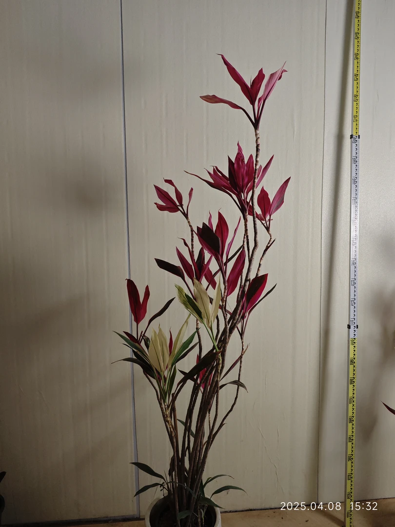 双拼红叶朱蕉造型款大型室内盆栽绿植高端（高度：一米五～两米一）