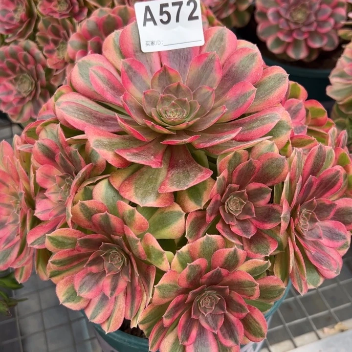 572雨荷22厘米左右