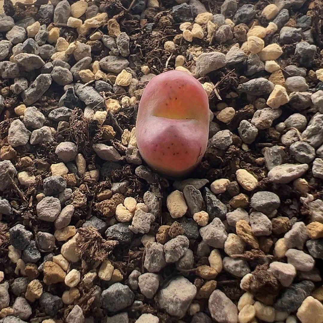 28号毛杂10.18多肉