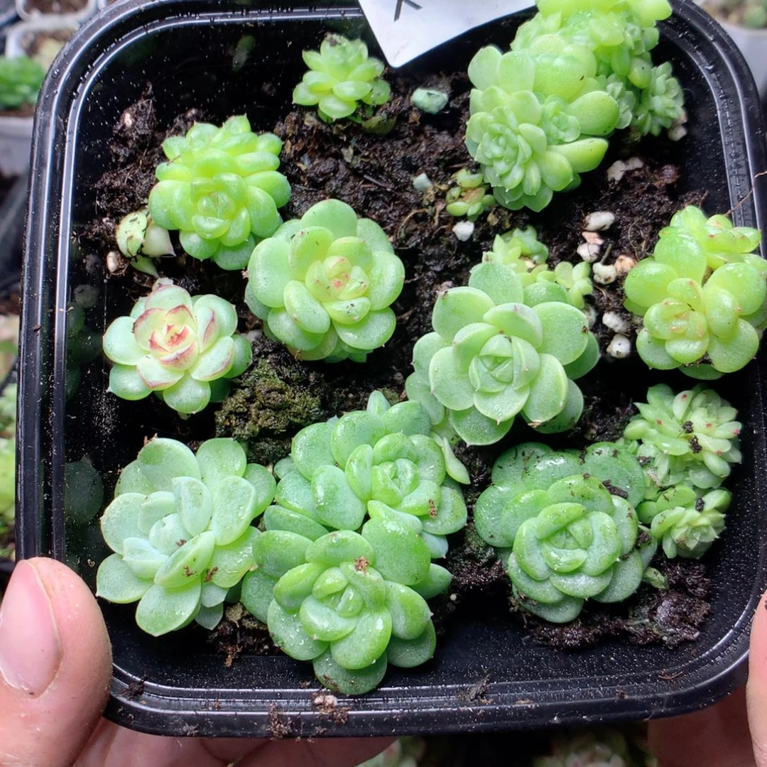 无花朵x78yyyyyyyy