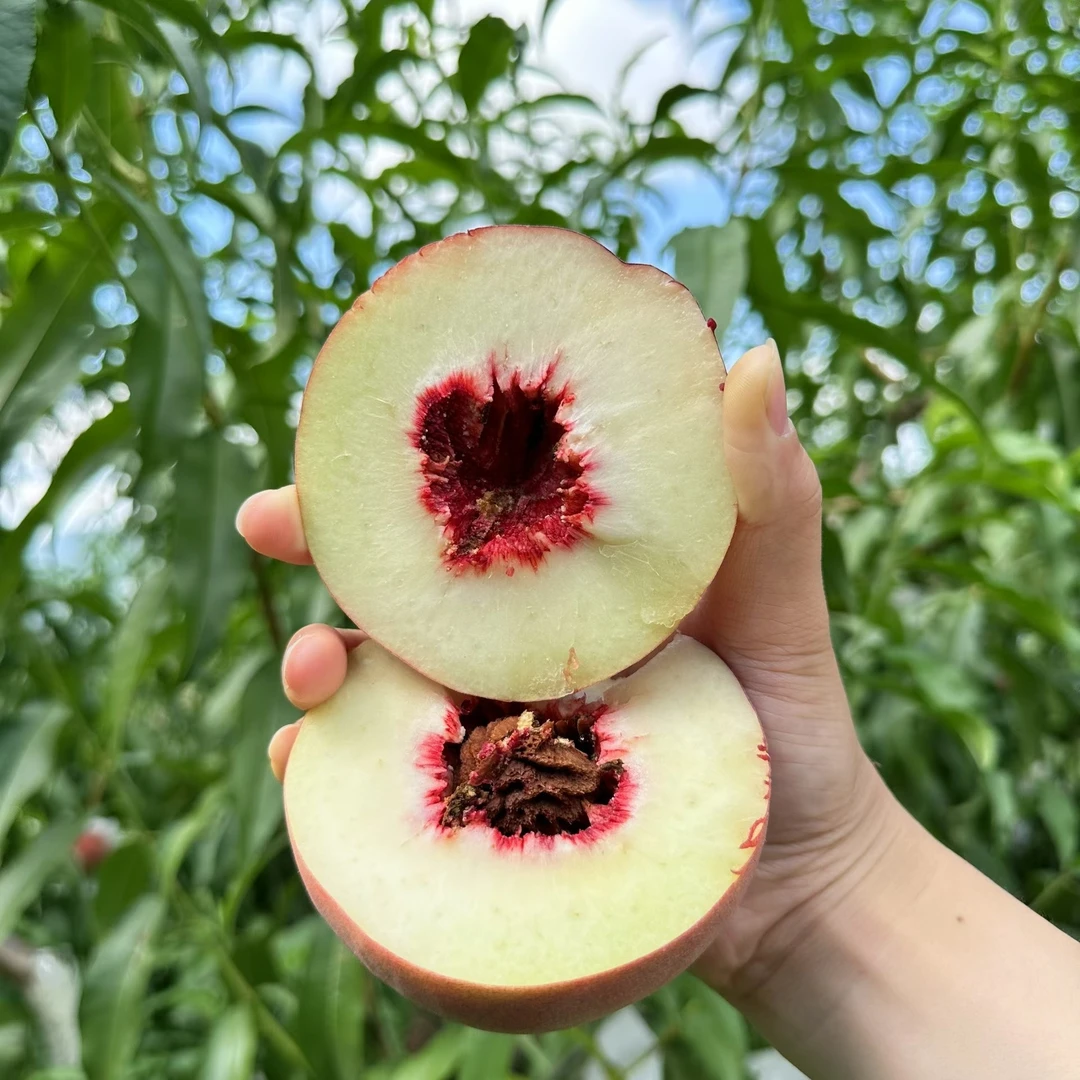 高山秋彤蜜桃桃香甜脆爽现摘现发时令水果