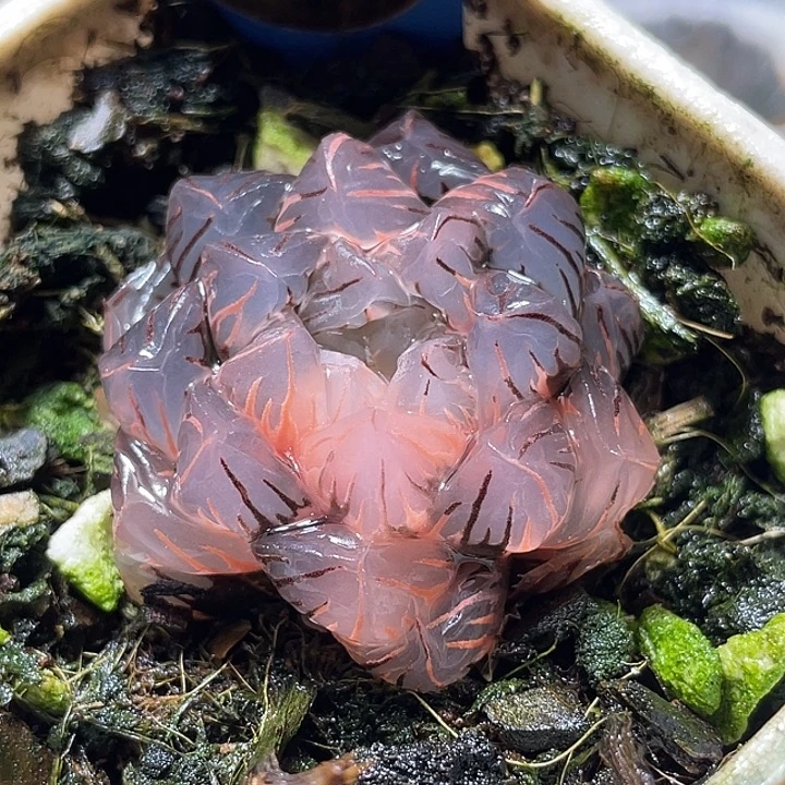 688水中月锦特选福利