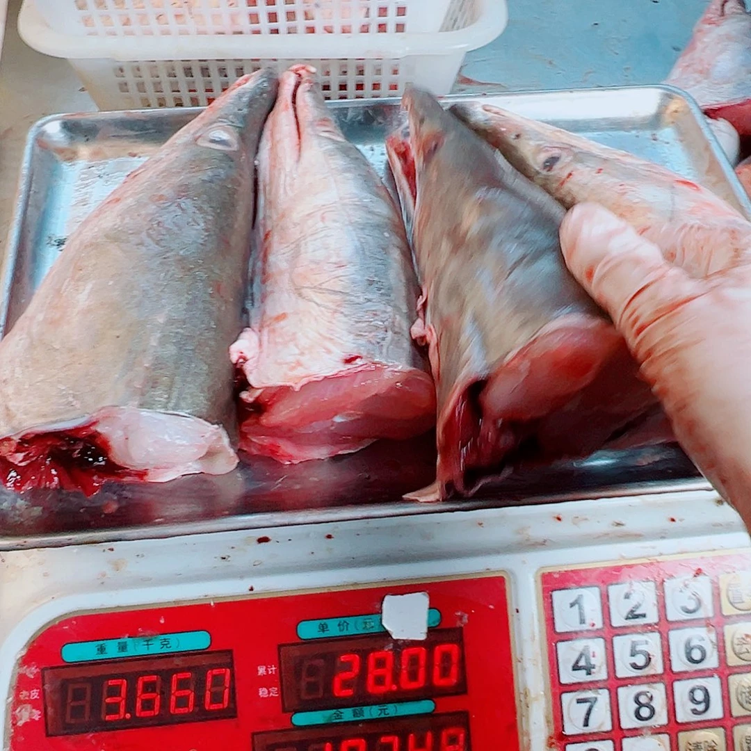 中国大陆四个鳗鱼头