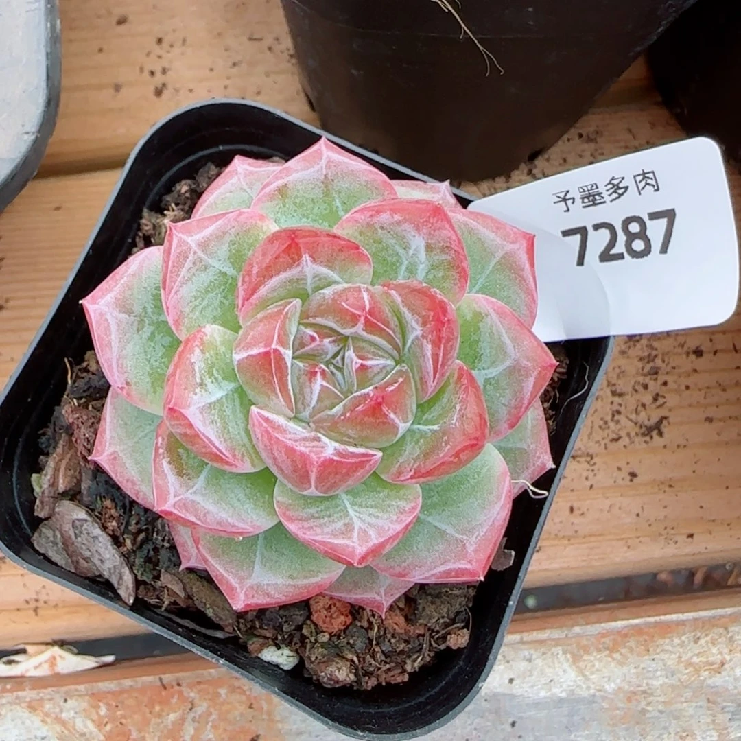 红草莓，7287多肉植物
