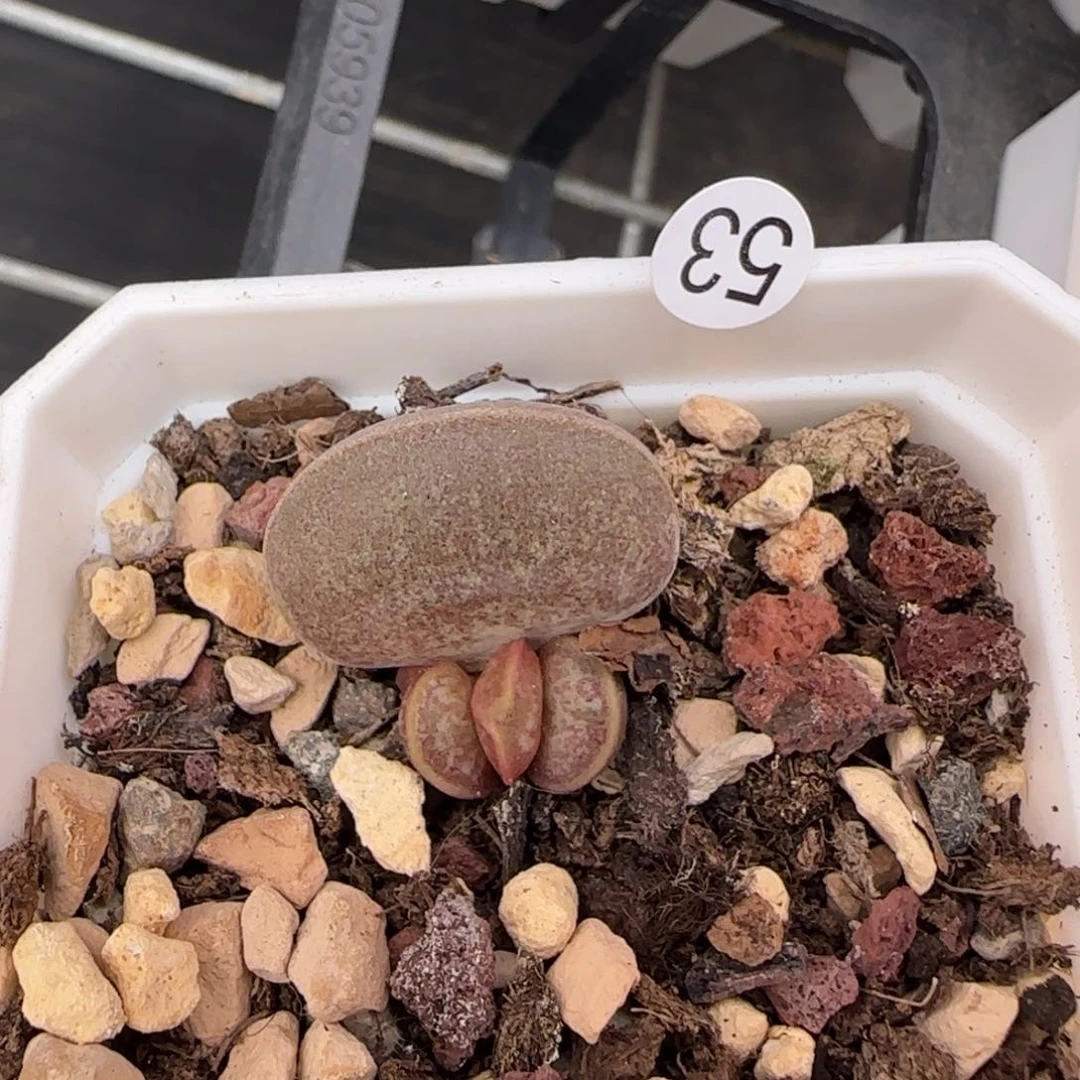 满斑花蛋水泡多肉53