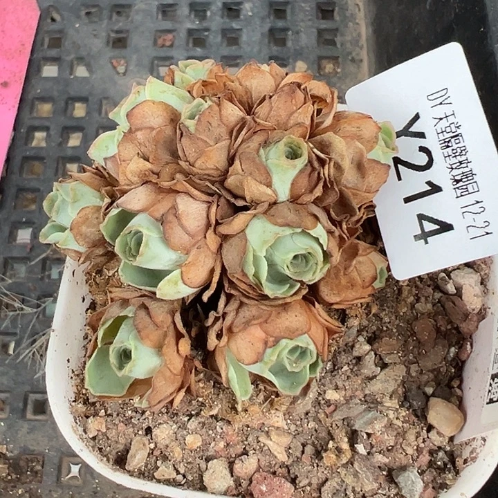 随***缘杨214 丐版捡漏福利