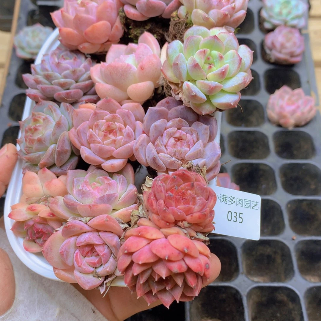 我要去看你了啊035