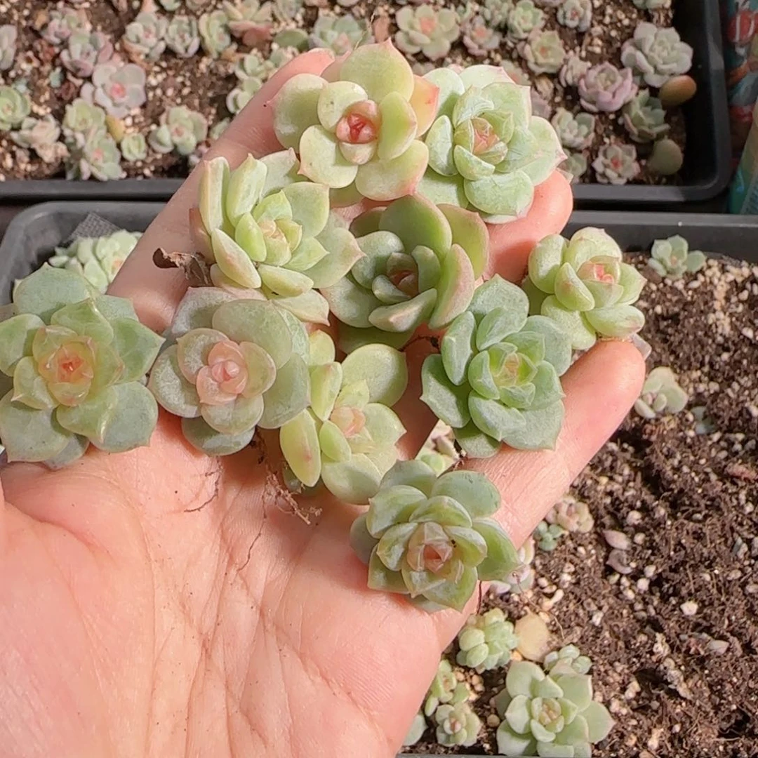 糖心珍妮0612---6