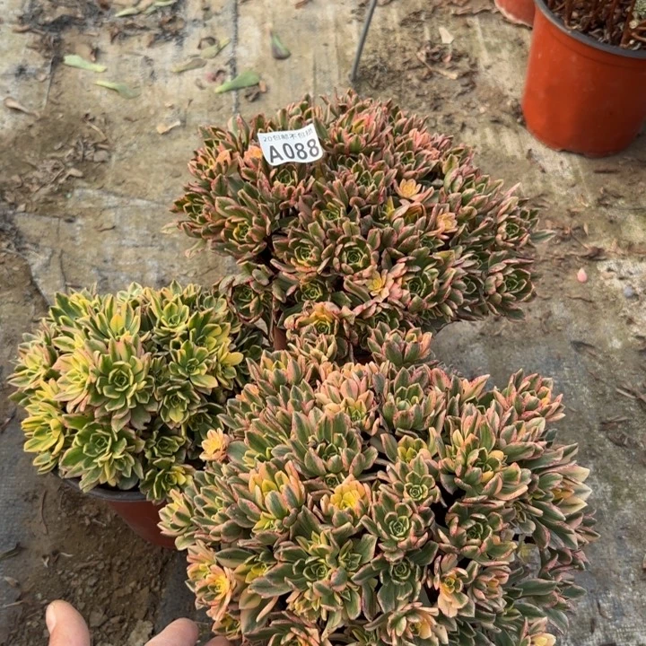 088号……3颗……多肉植物……