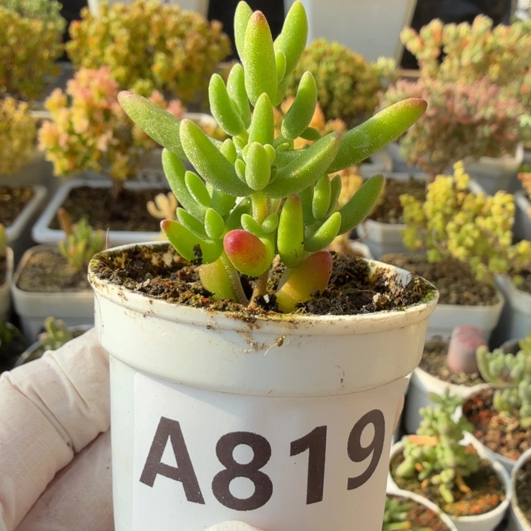 韩***诗A819香蕉枝干一物一拍